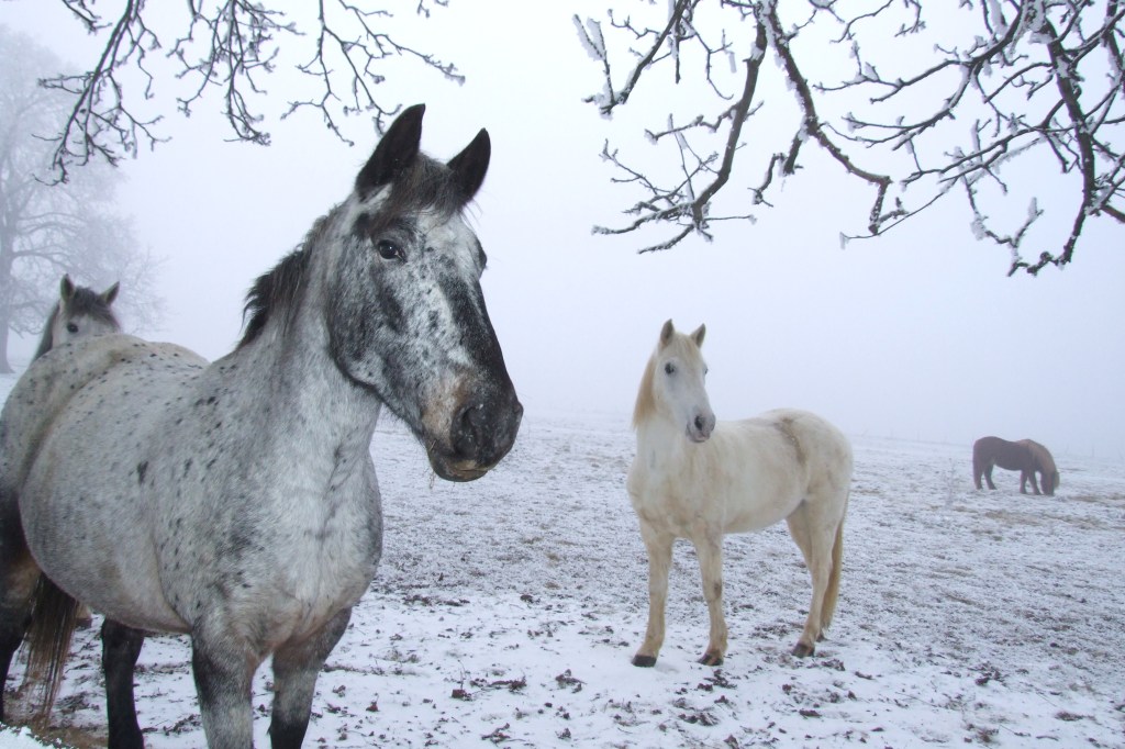 horses_in_winter